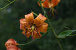 Turk's cap lily